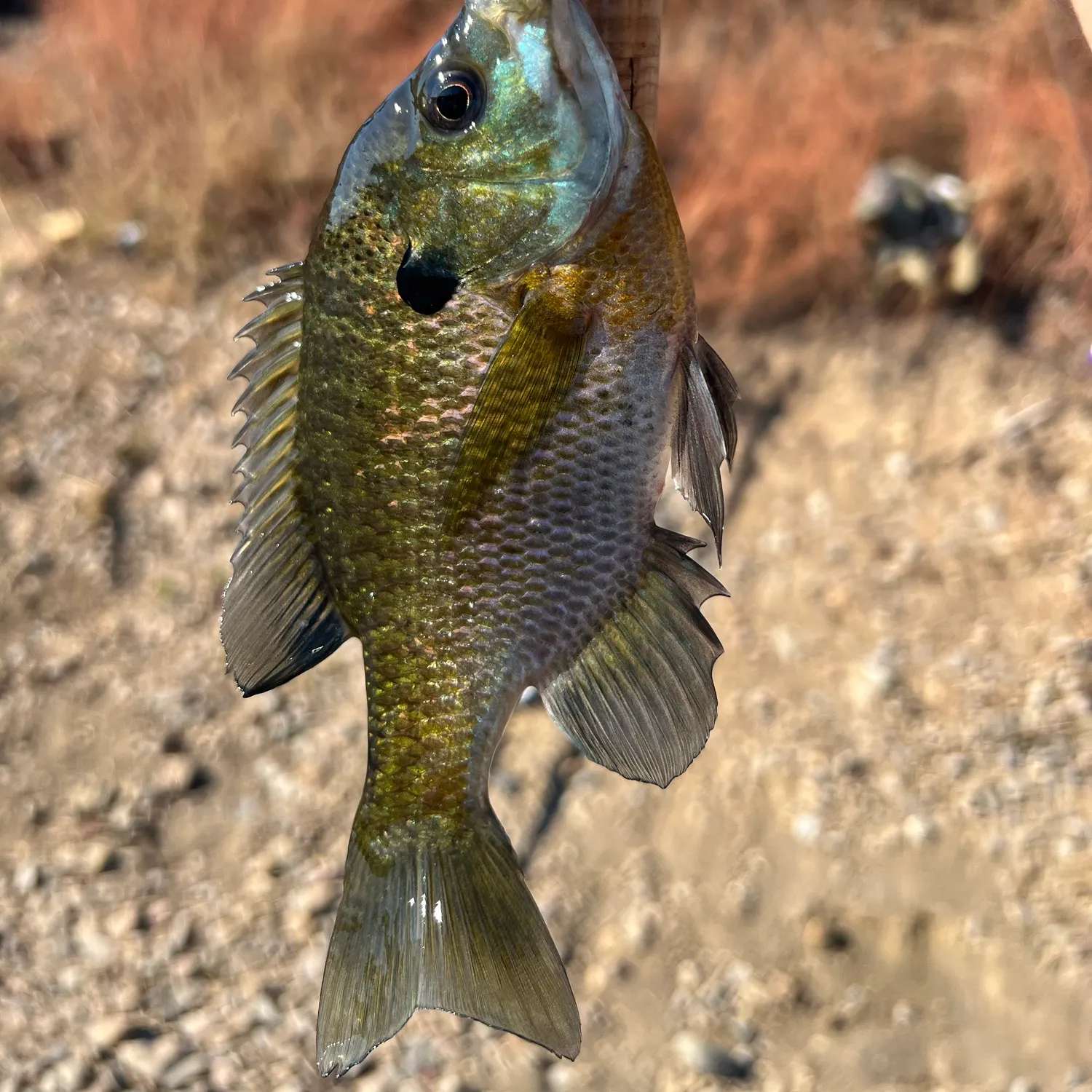 Bluegill caught on Fishbrain