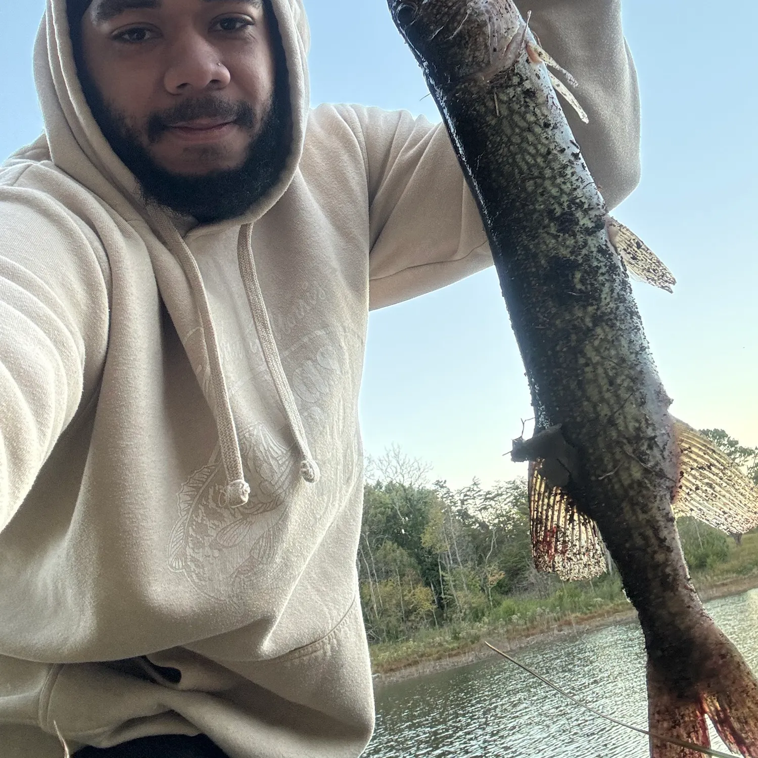 Chain pickerel caught on Fishbrain