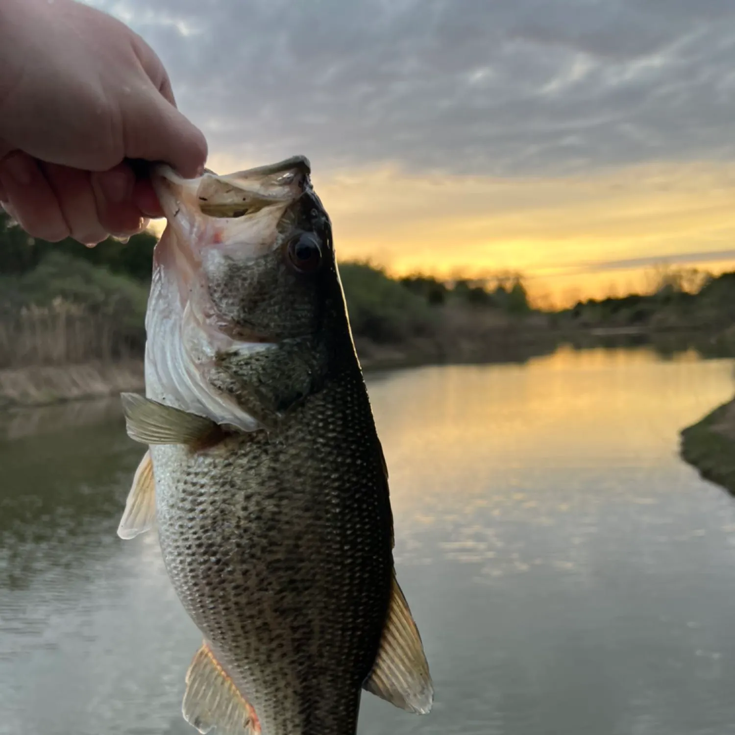 Largemouth bass caught on Fishbrain
