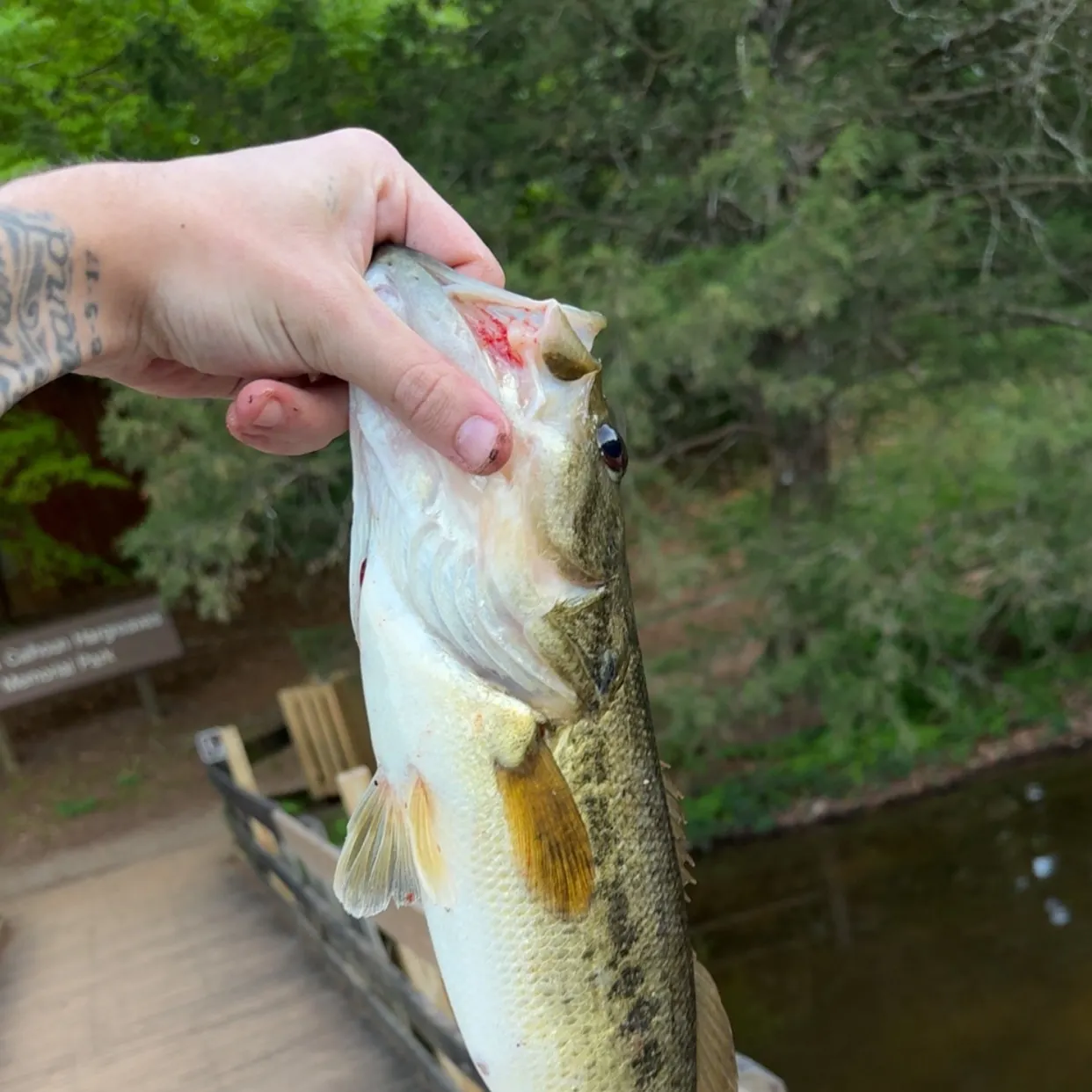 recently logged catches