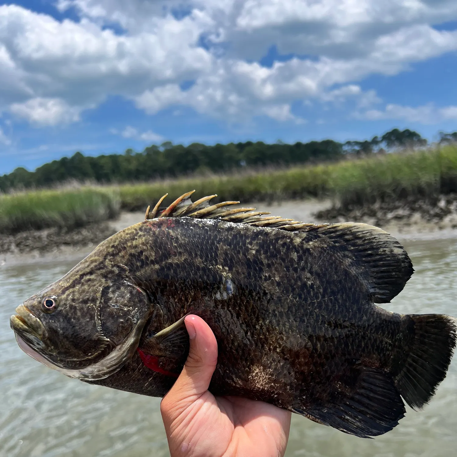 The most recent Atlantic tripletail catches on Fishbrain