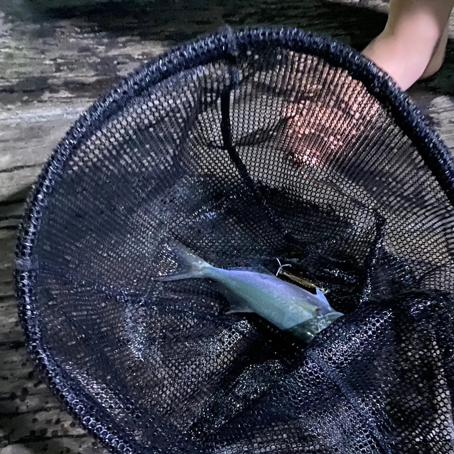 Bluefish caught on Fishbrain
