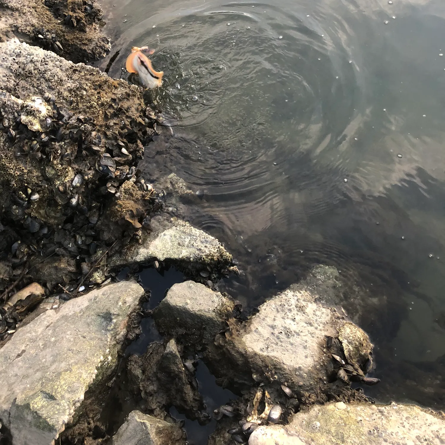 The most recent Haller's round ray catches on Fishbrain