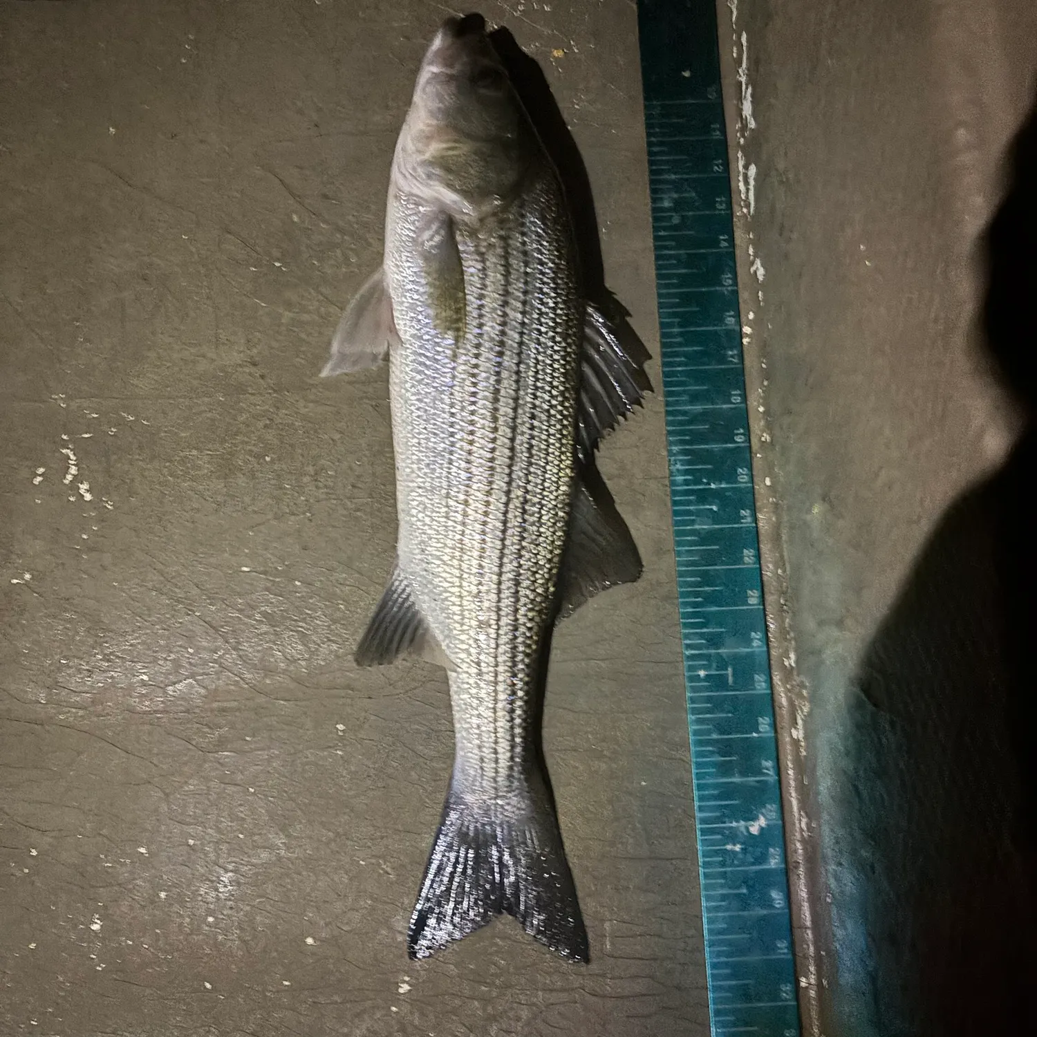 Striped bass caught on Fishbrain
