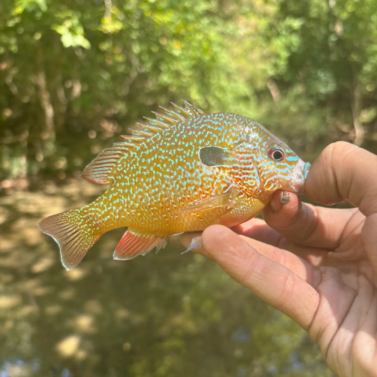 Longear sunfish caught on Fishbrain