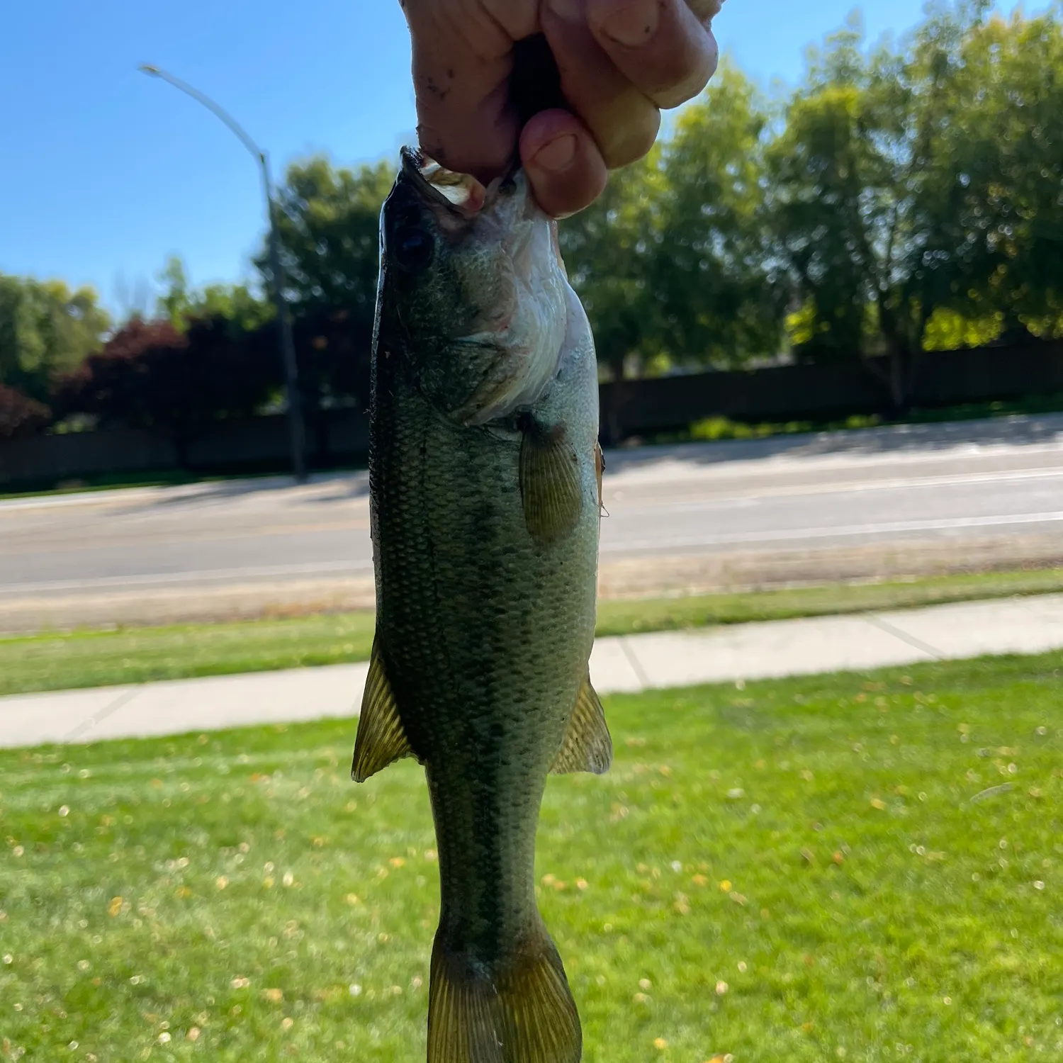 catch