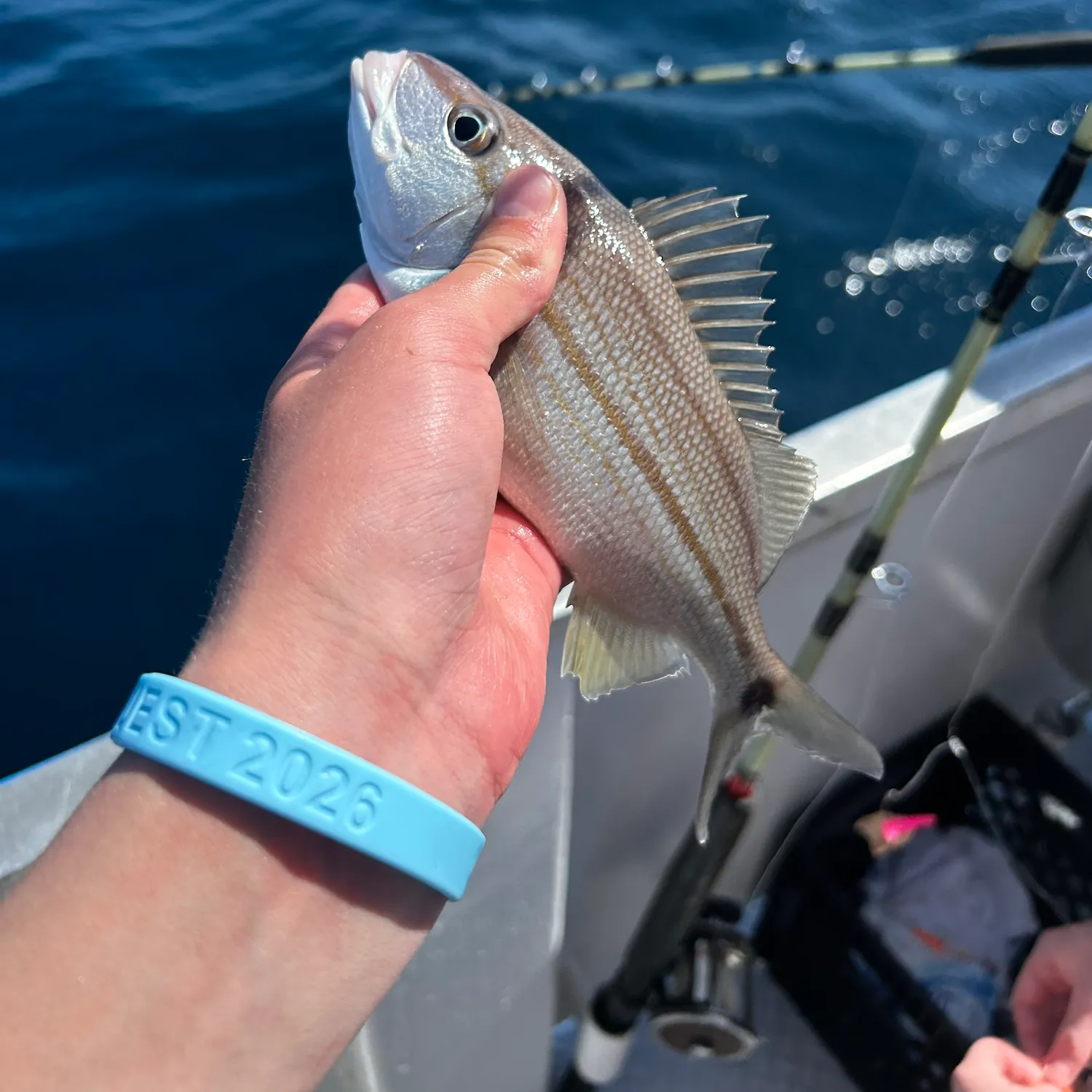 The most recent Tomtate grunt catches on Fishbrain