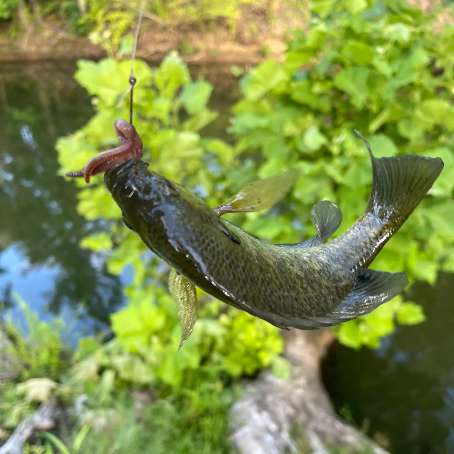 Fish caught on Fishbrain
