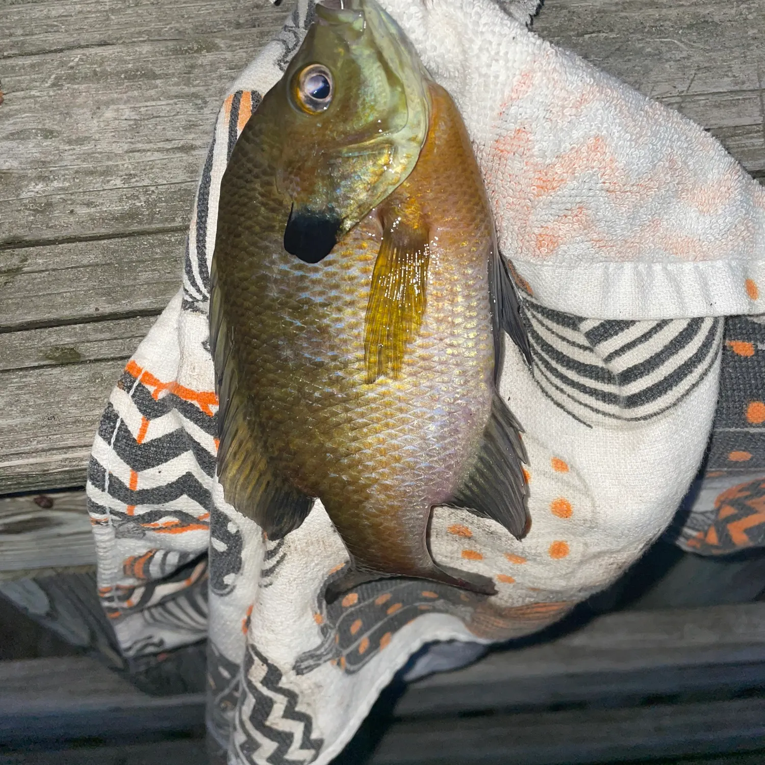 Bluegill caught on Fishbrain