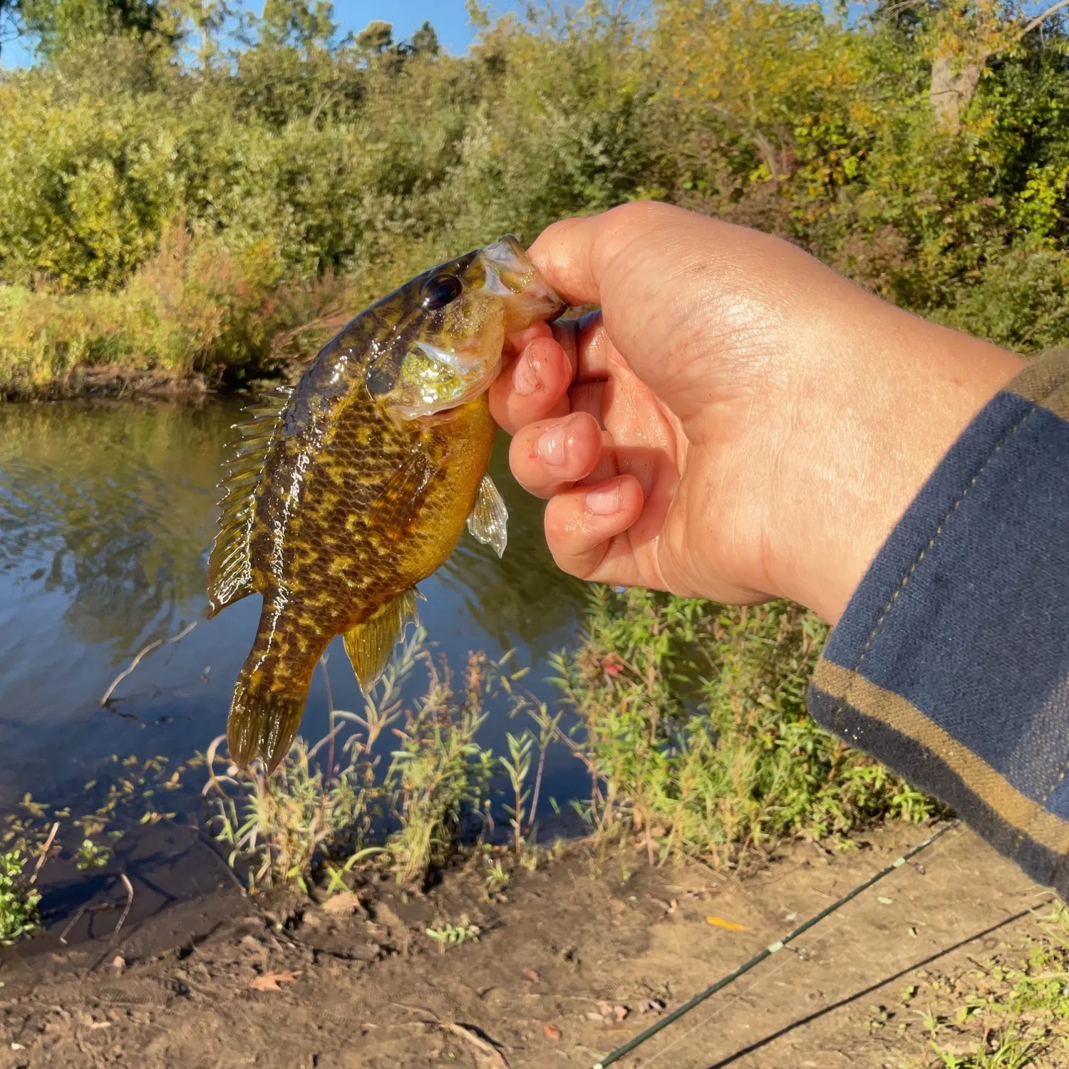 Warmouth caught on Fishbrain