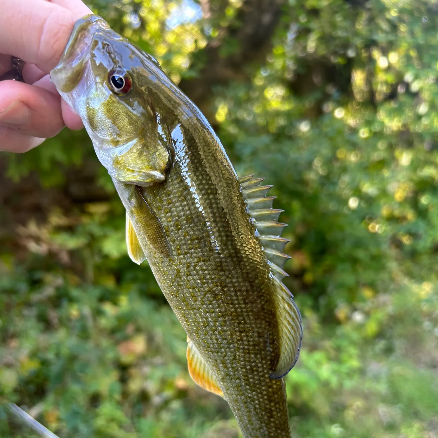 Smallmouth bass caught on Fishbrain
