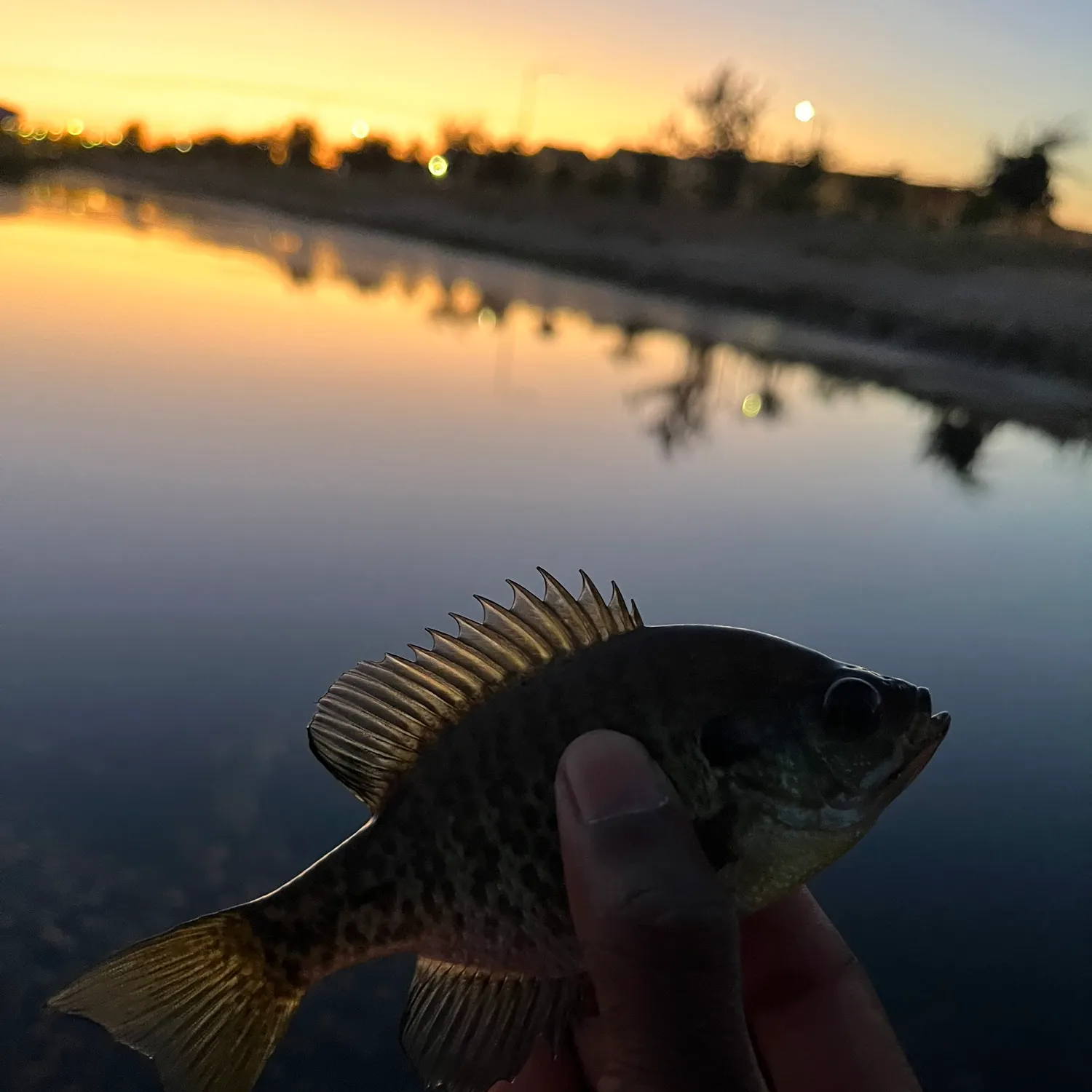 Bluegill caught on Fishbrain
