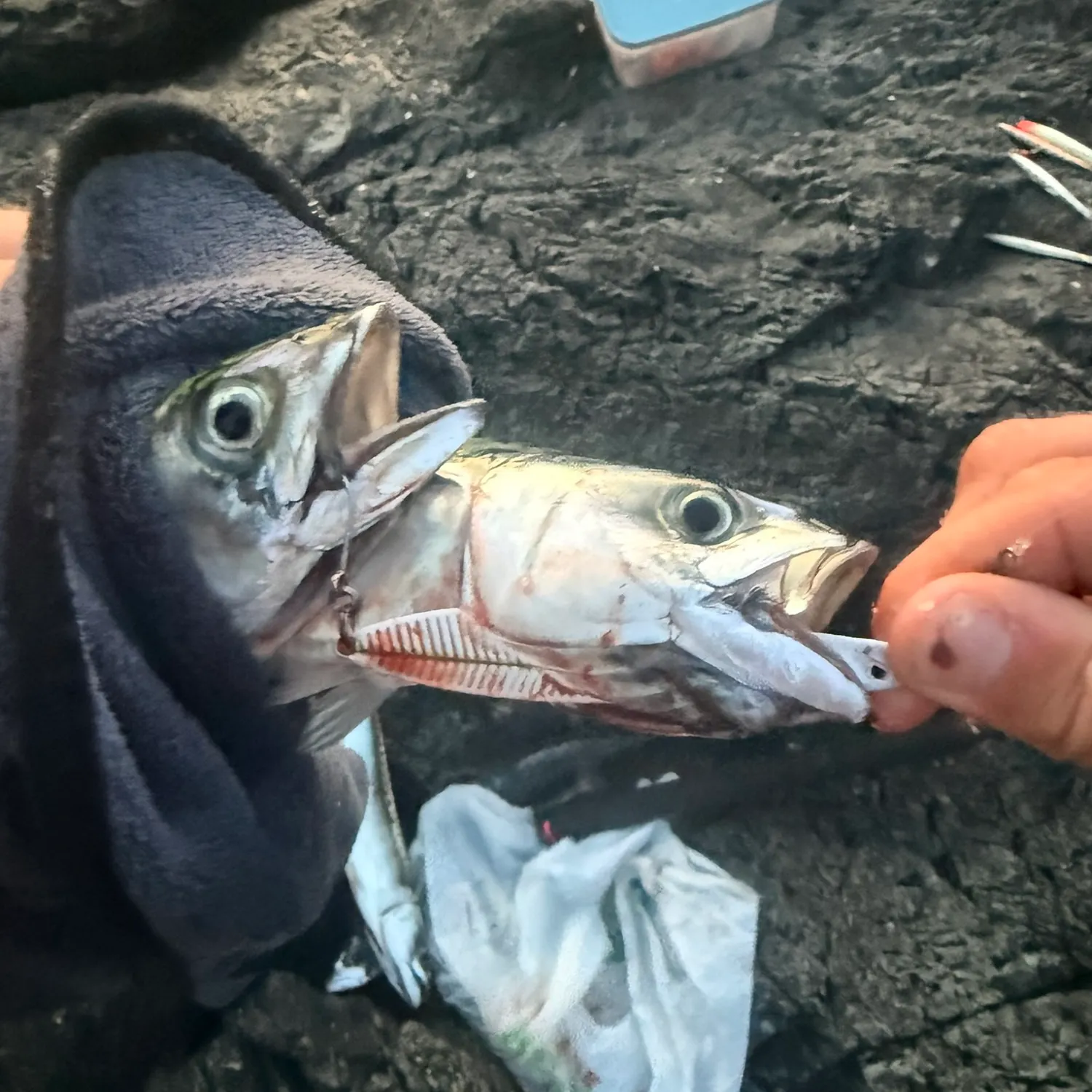 Atlantic mackerel caught on Fishbrain
