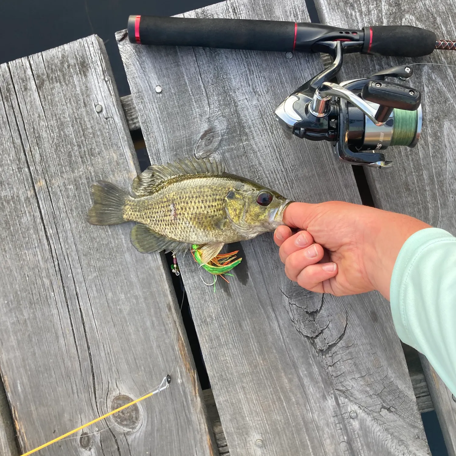 recently logged catches