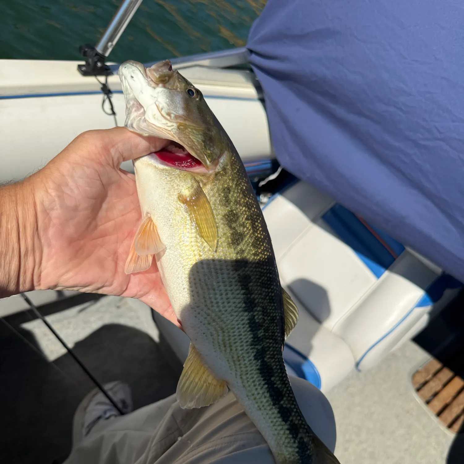 Spotted bass caught on Fishbrain