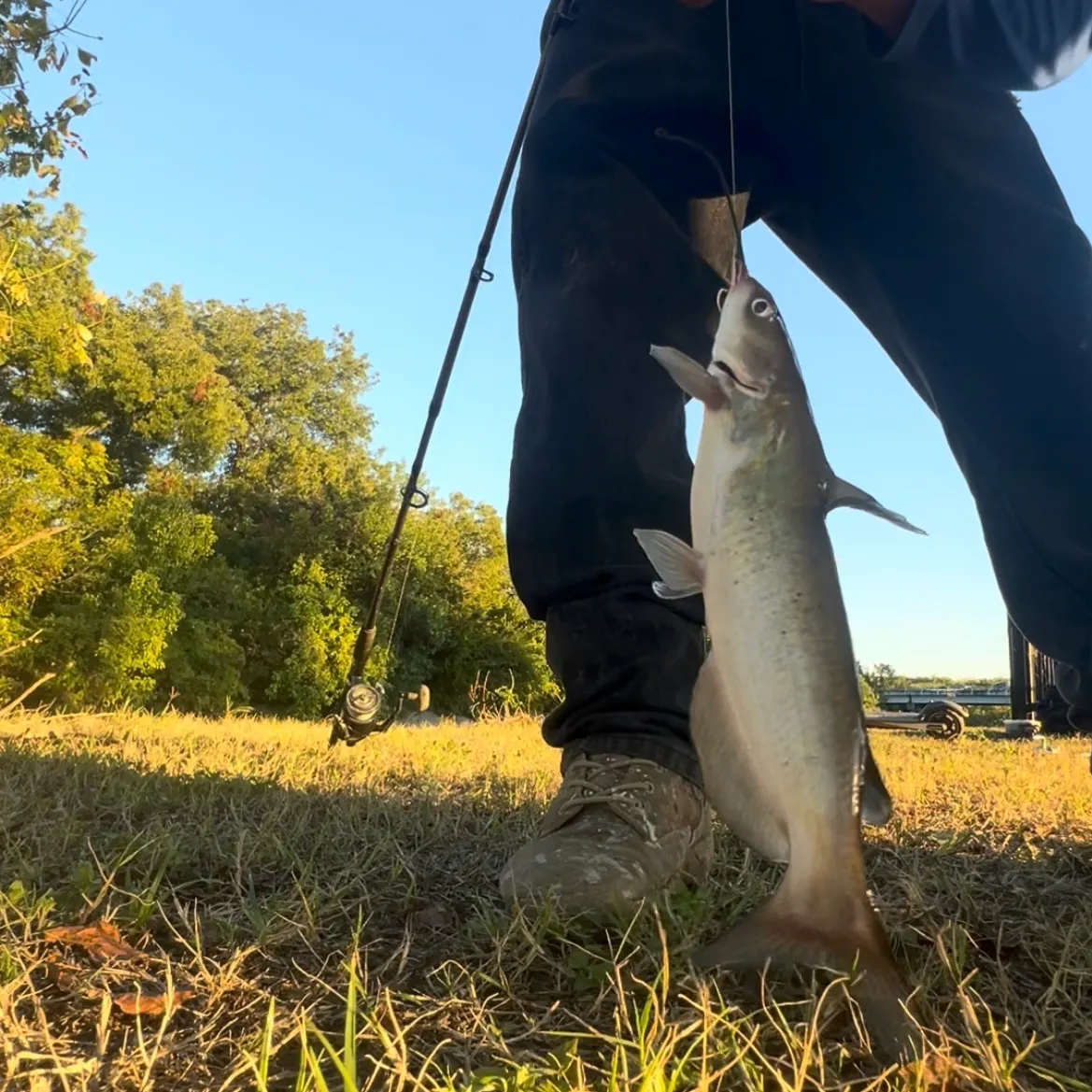Channel catfish caught on Fishbrain