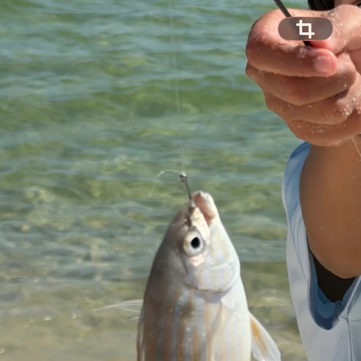 Pinfish caught on Fishbrain