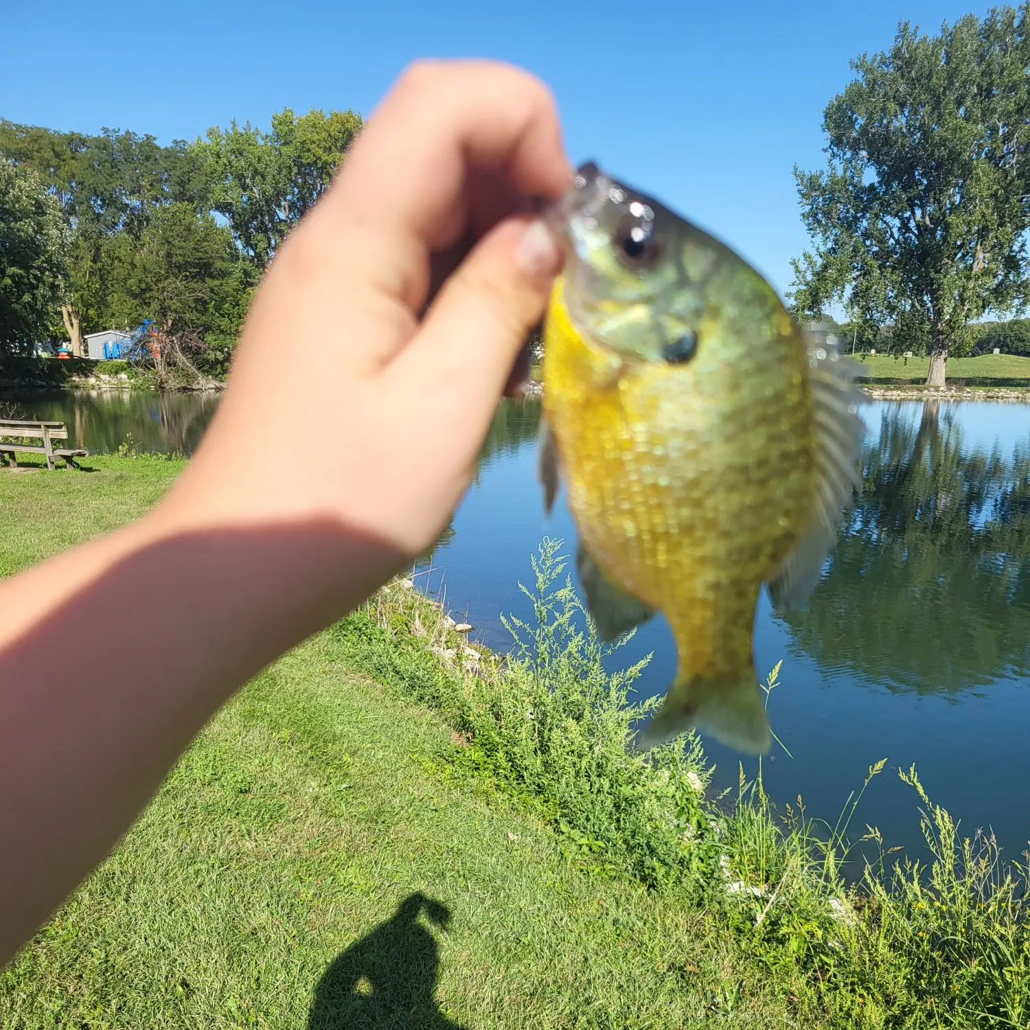 Bluegill caught on Fishbrain
