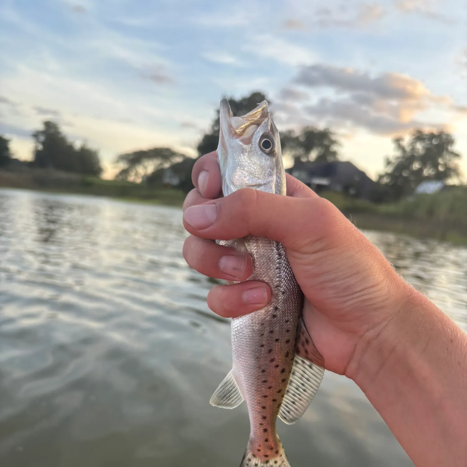 Spotted seatrout caught on Fishbrain