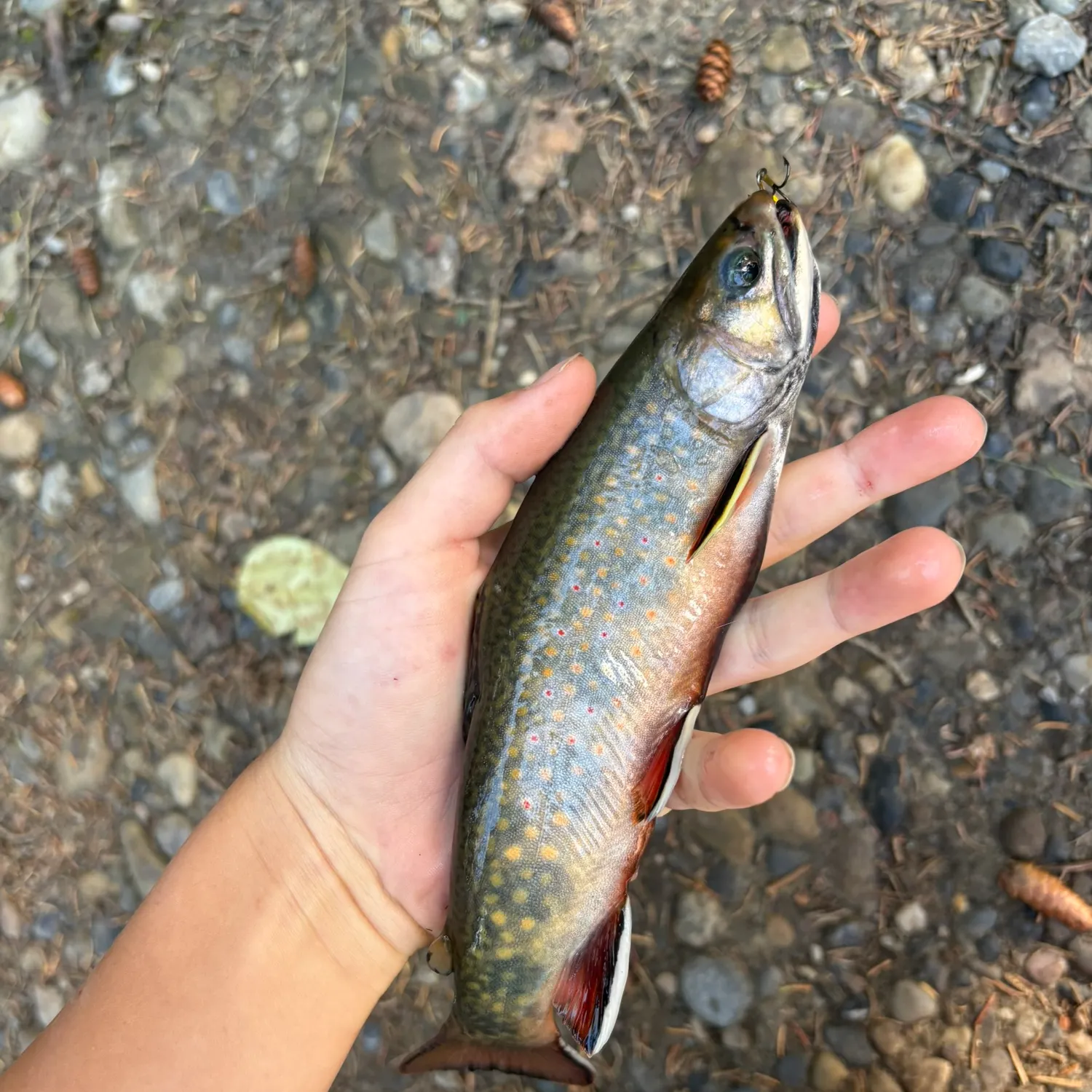 Brook trout caught on Fishbrain
