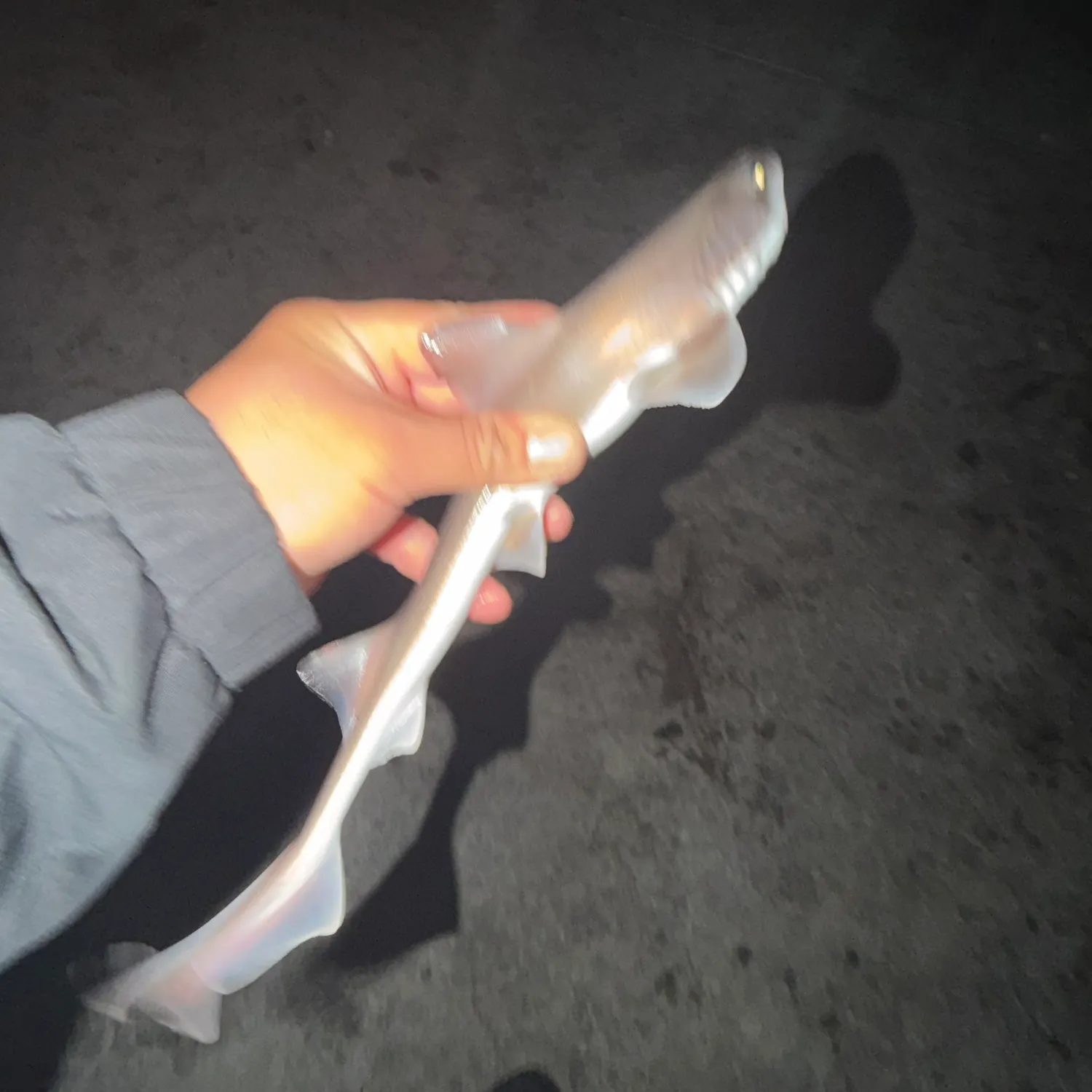 The most recent Brown smooth-hound catches on Fishbrain