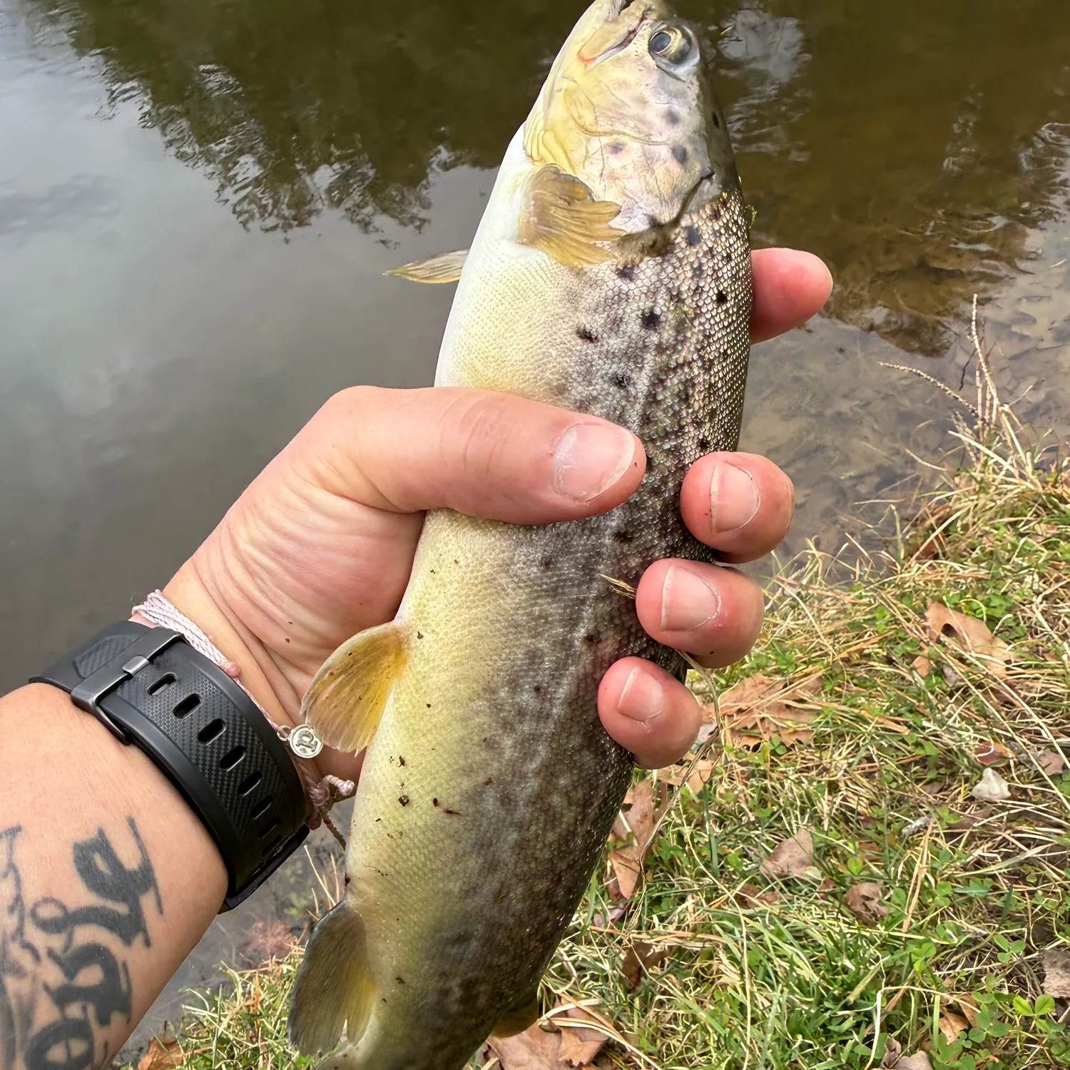 The most recent Brown trout catches on Fishbrain