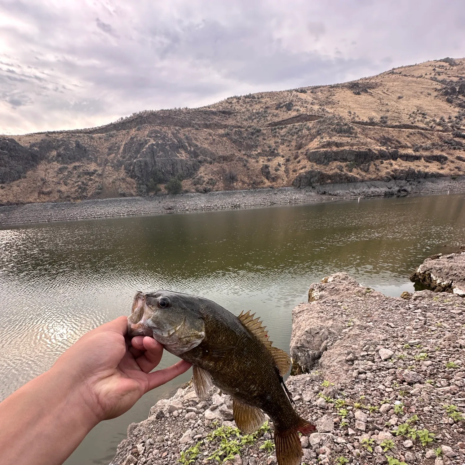 Smallmouth bass caught on Fishbrain