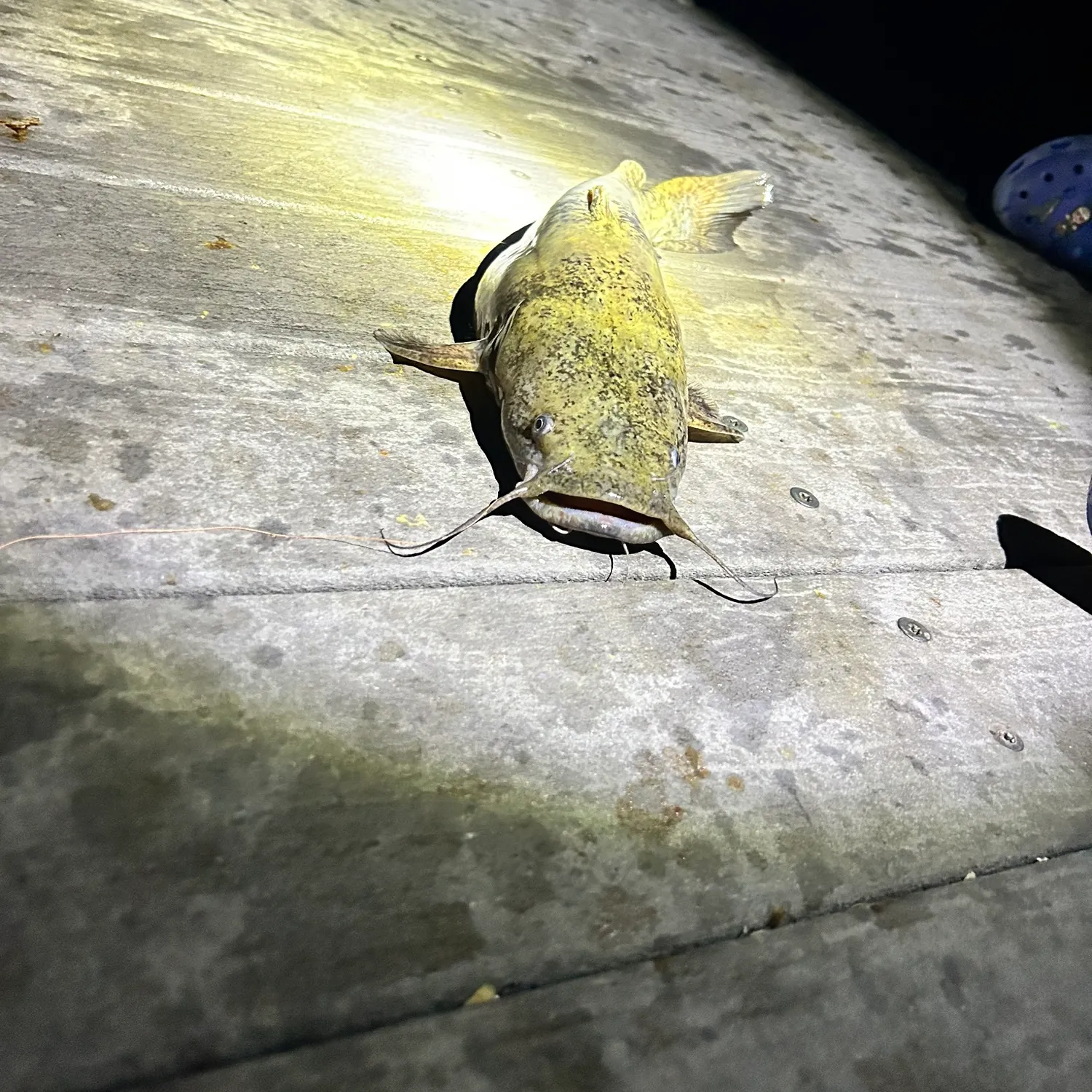 Flathead catfish caught on Fishbrain