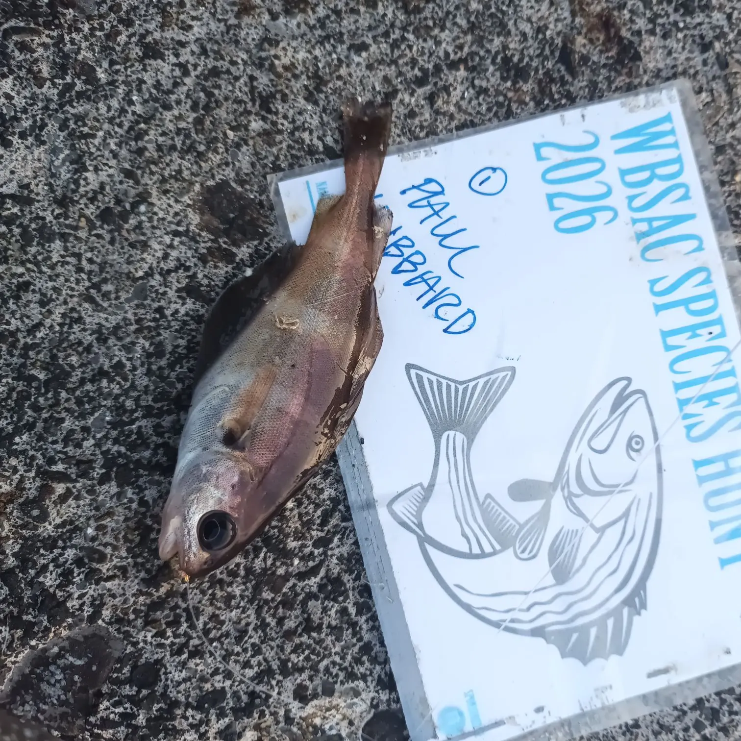 The most recent Pouting catches on Fishbrain
