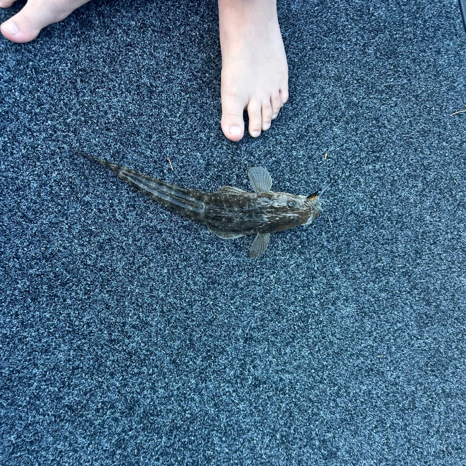 Dusky flathead caught on Fishbrain