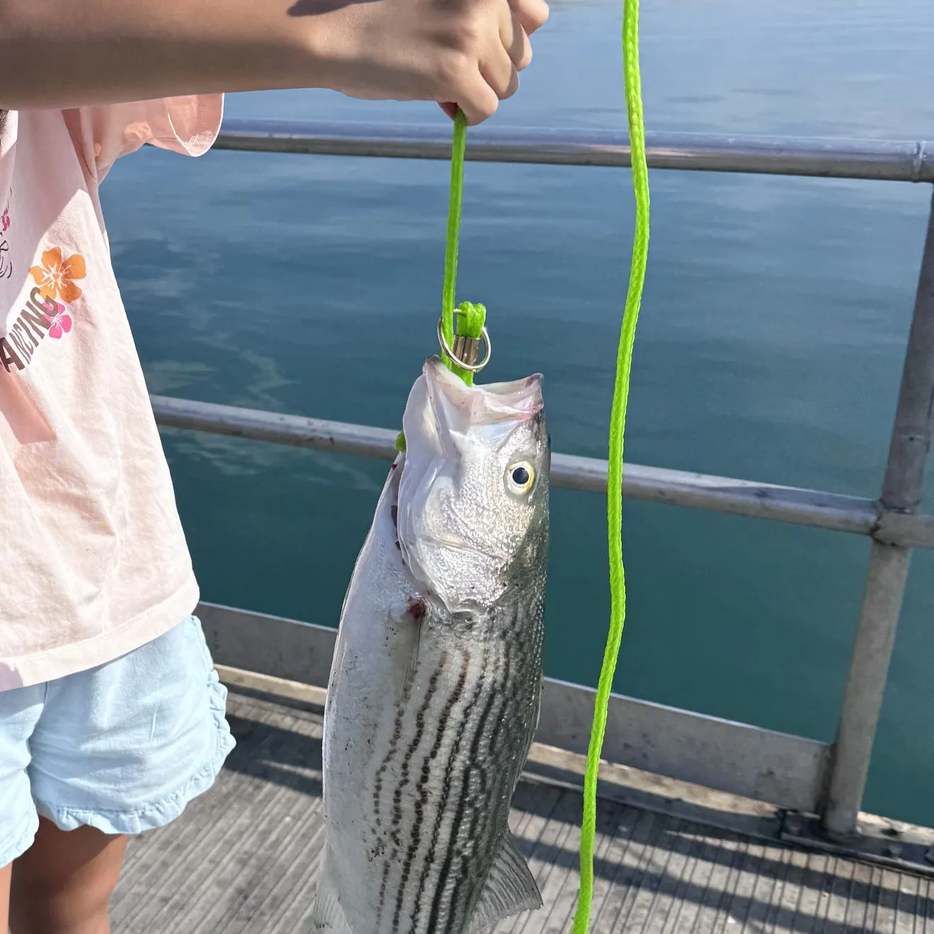 Striped bass caught on Fishbrain