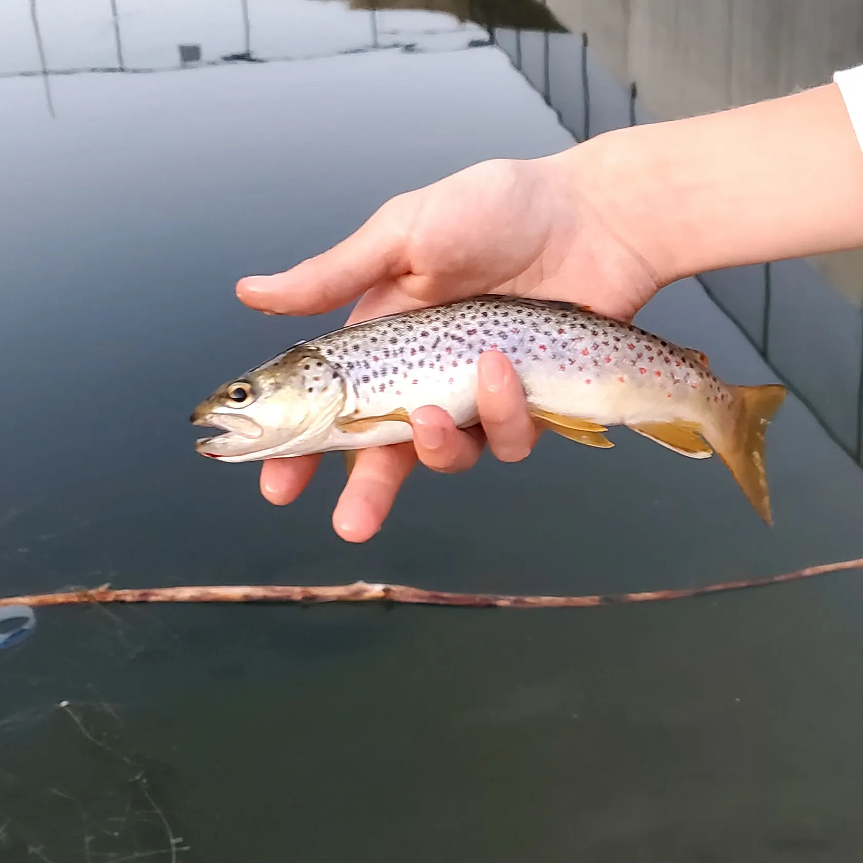Brown trout caught on Fishbrain