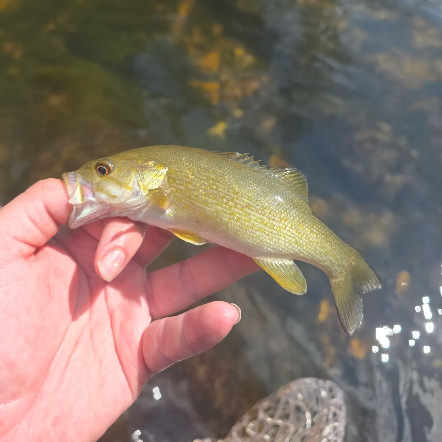 Smallmouth bass caught on Fishbrain