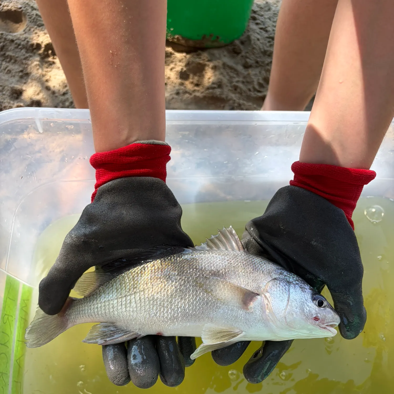 Freshwater drum caught on Fishbrain