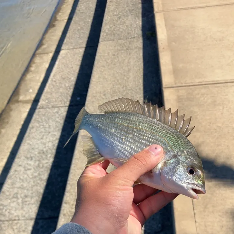Southern black bream caught on Fishbrain