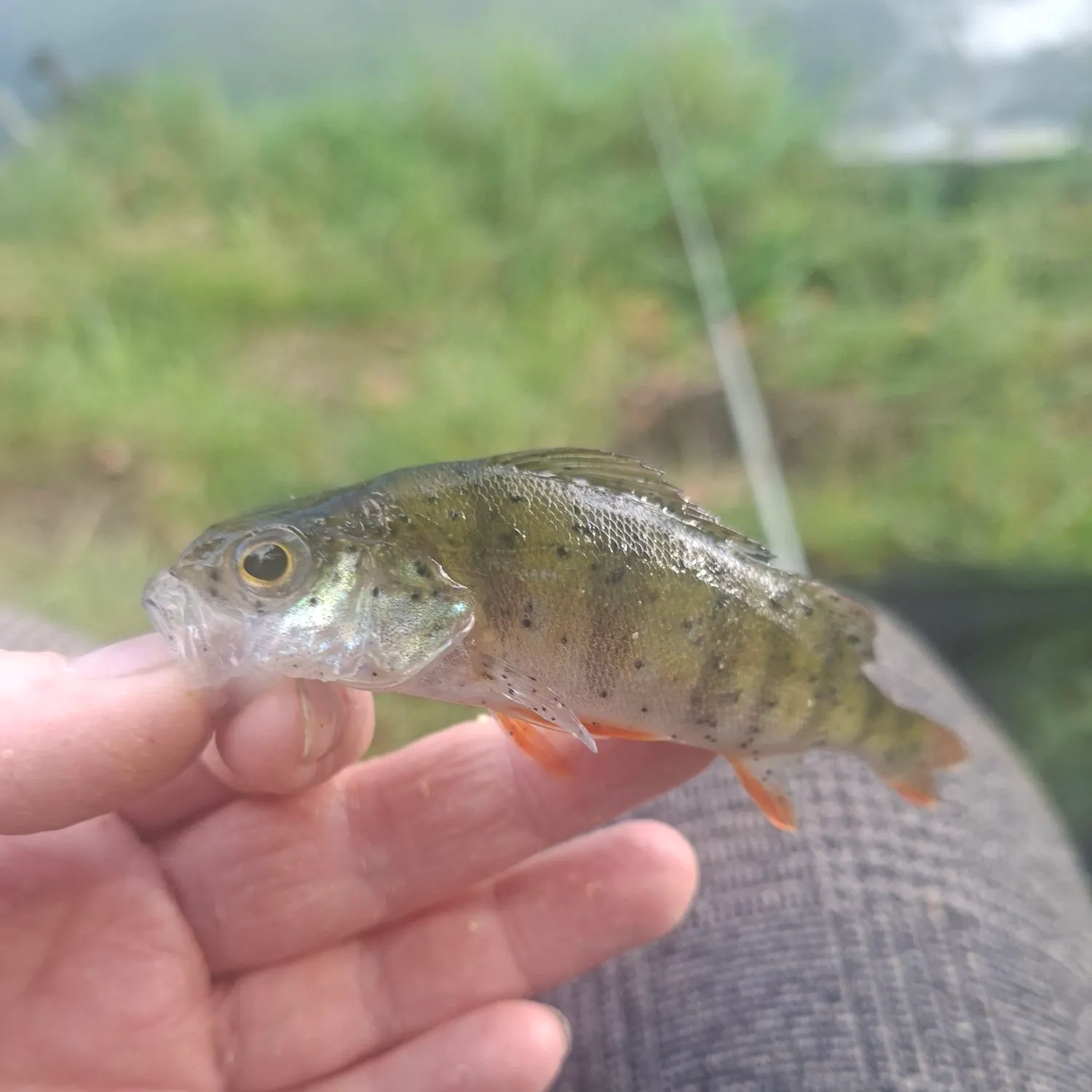 European perch caught on Fishbrain