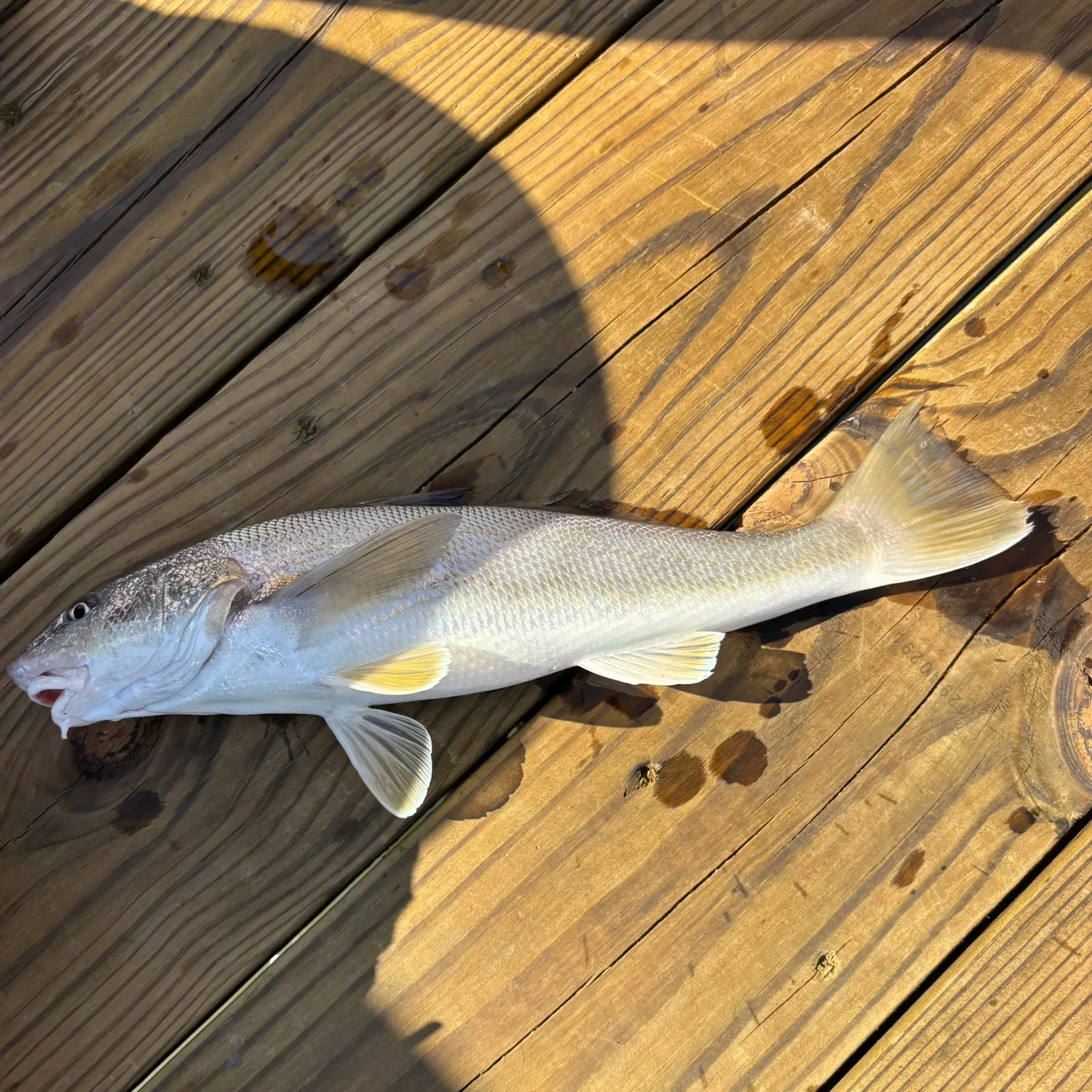 The most recent Southern kingcroaker catches on Fishbrain