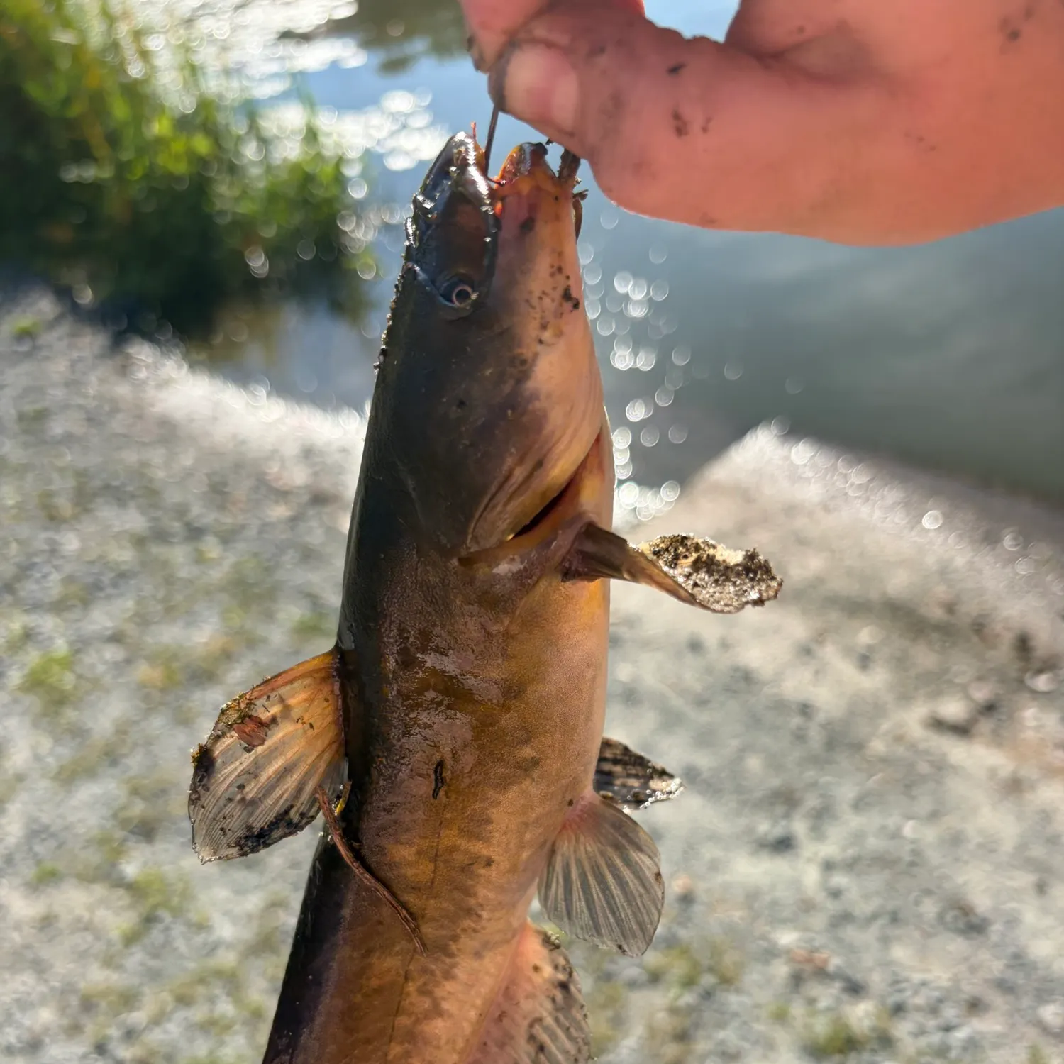 catch