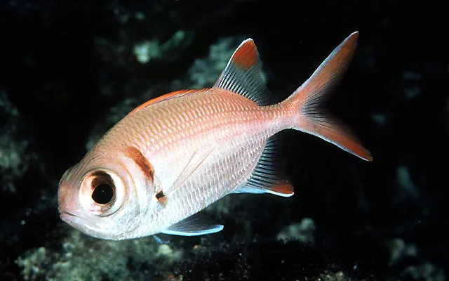 Shoulderbar soldierfish