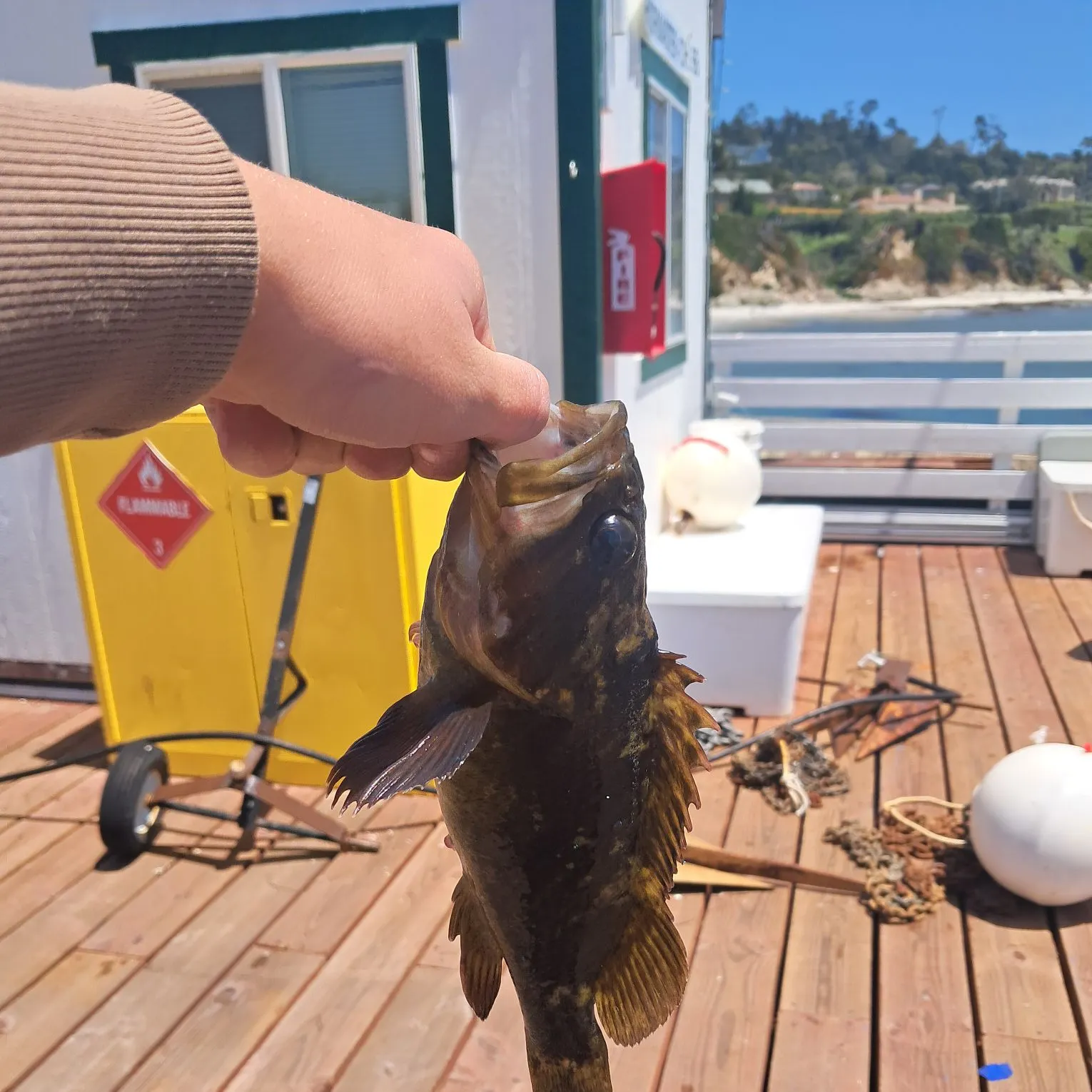 The most recent Grass rockfish catches on Fishbrain