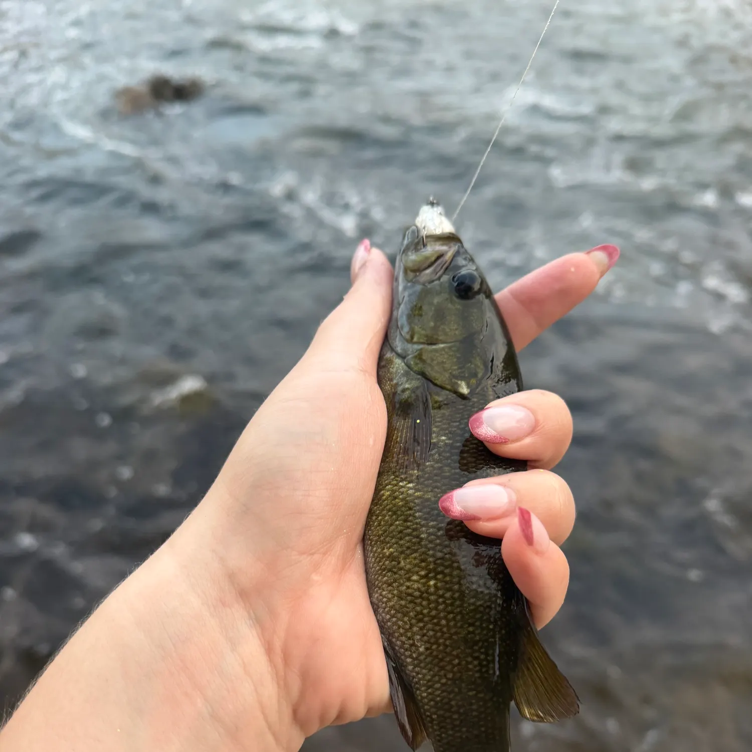 Smallmouth bass caught on Fishbrain