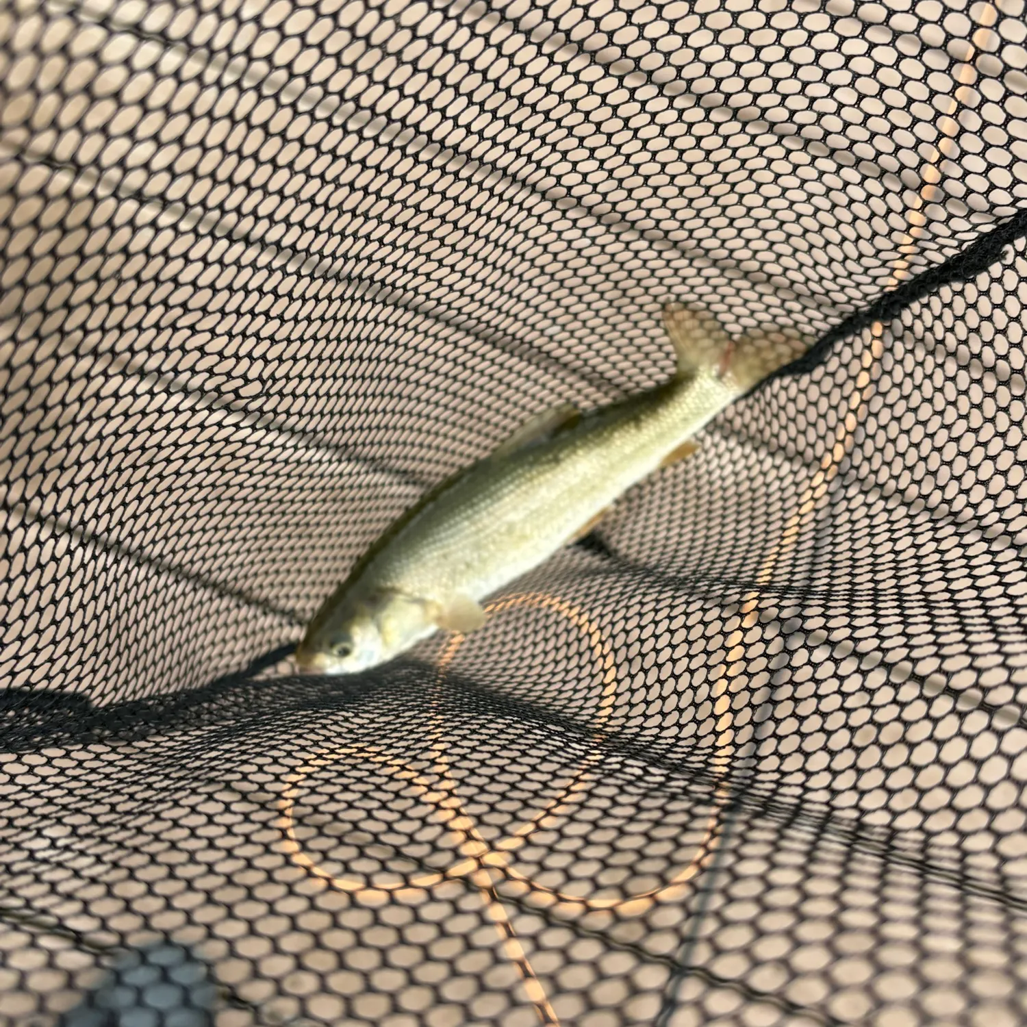 The most recent Utah chub catches on Fishbrain
