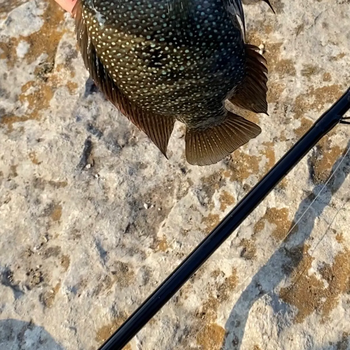 Rio Grande cichlid caught on Fishbrain