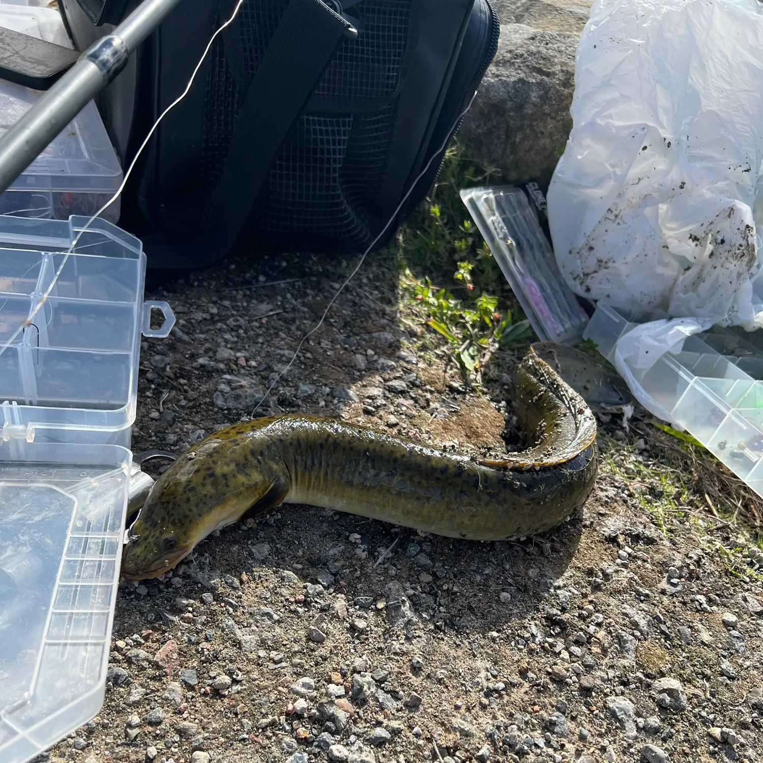 The most recent Giant mottled eel catches on Fishbrain