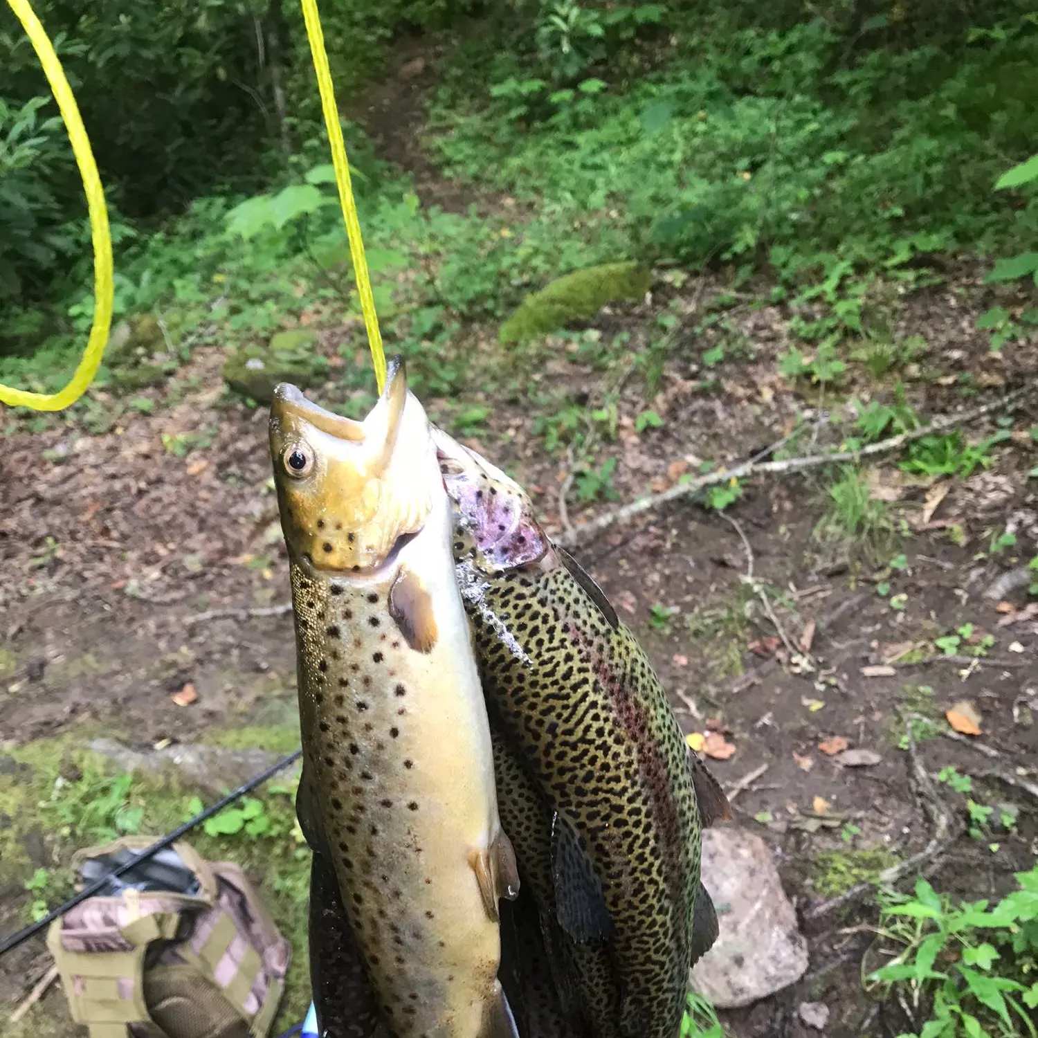 recently logged catches