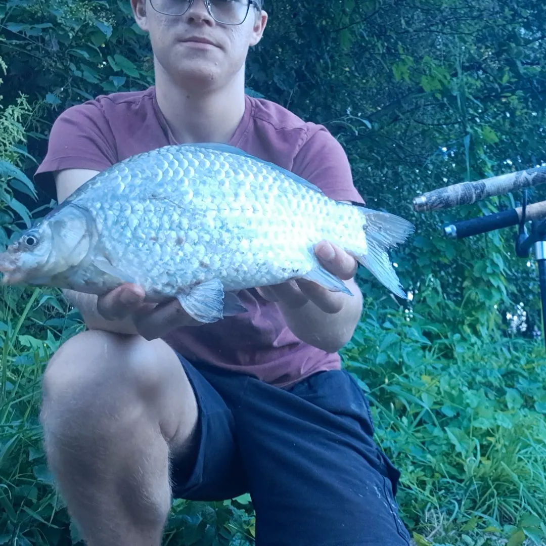 Crucian carp caught on Fishbrain