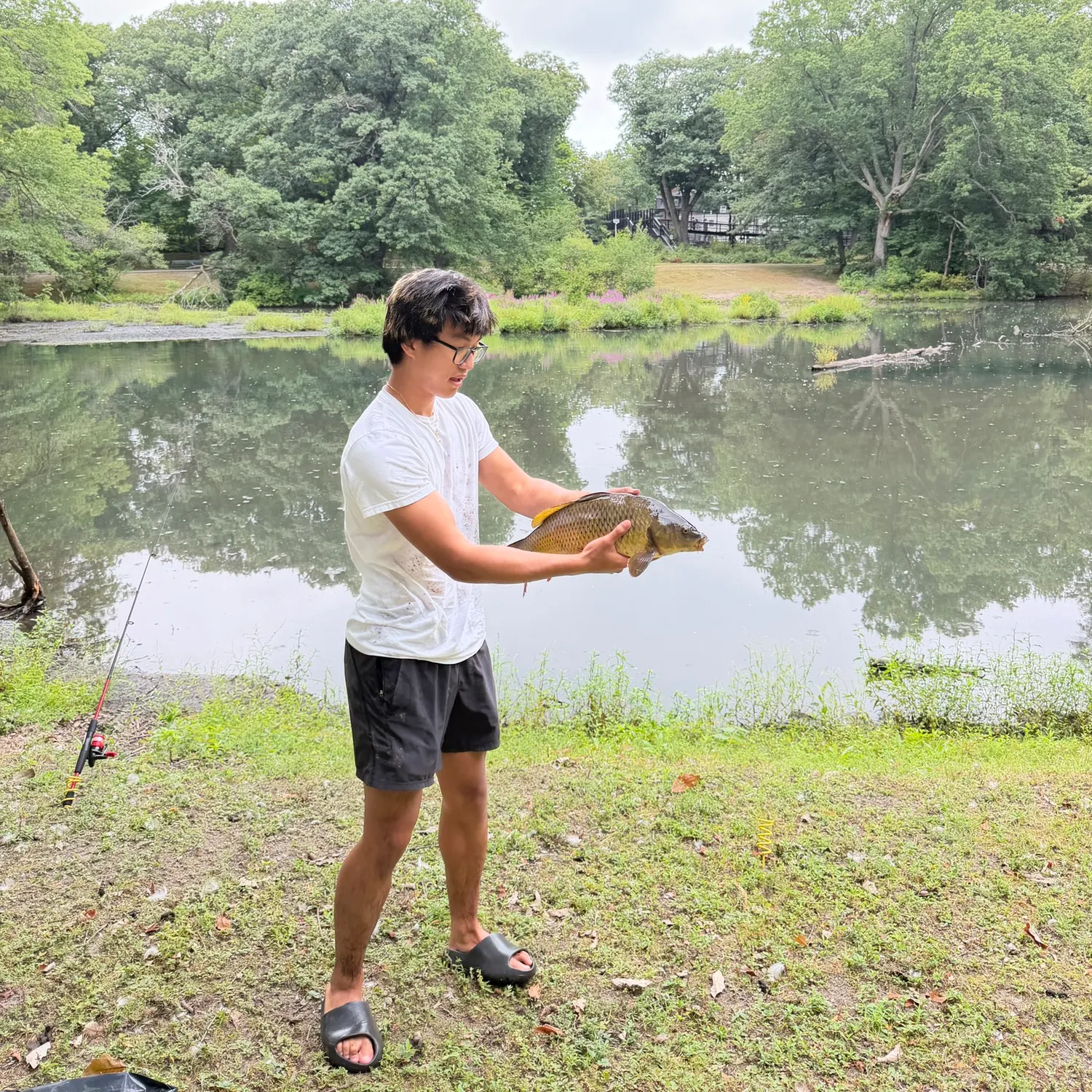 Common carp caught on Fishbrain