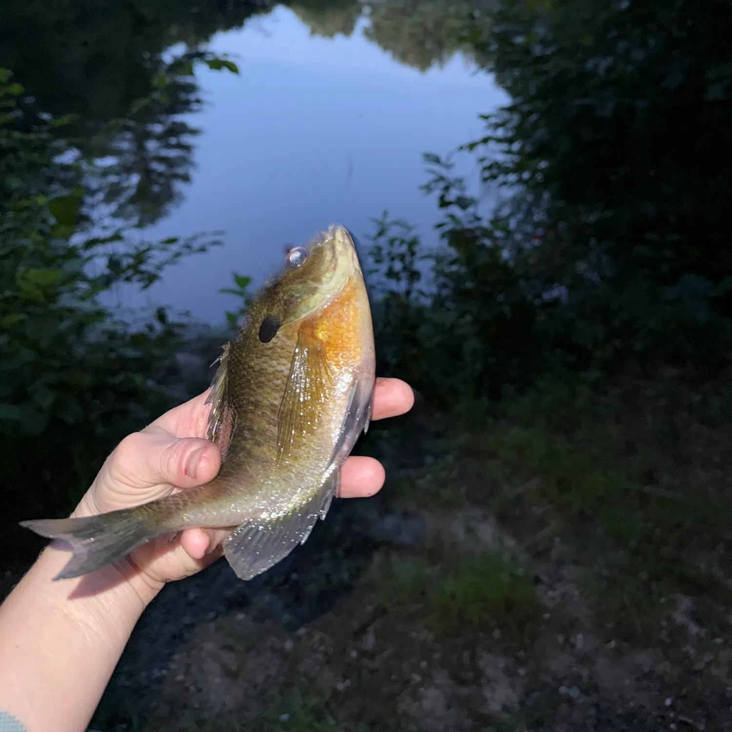 Bluegill caught on Fishbrain
