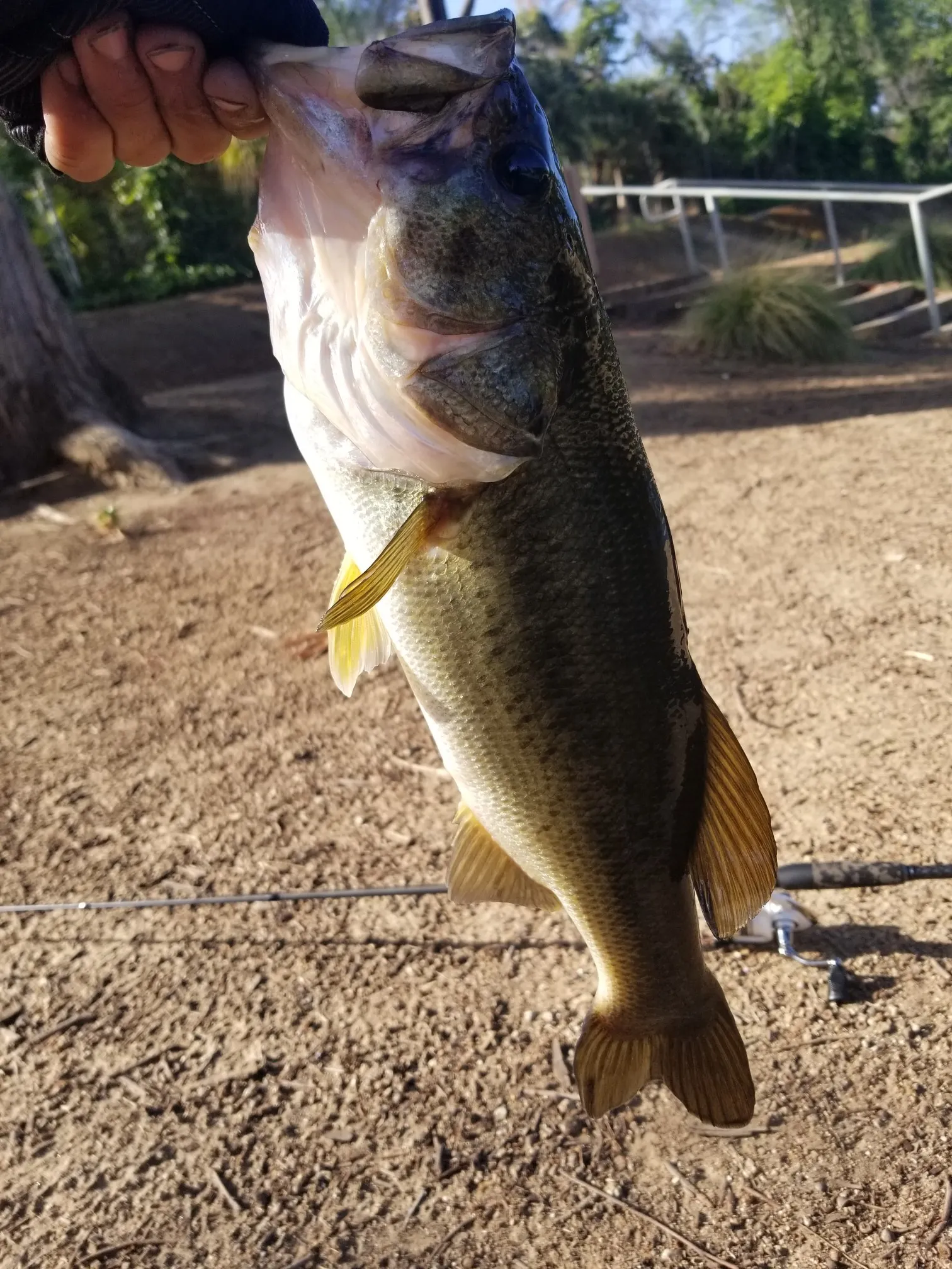 Post image from finklestoner