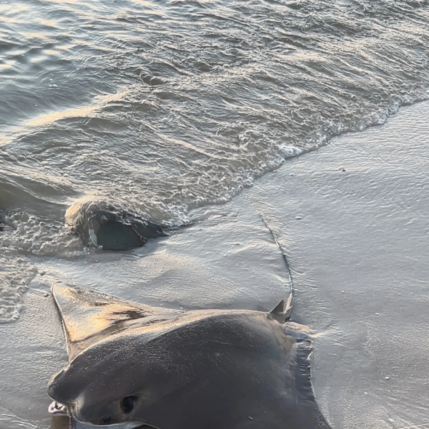 The most recent Reef manta ray catches on Fishbrain